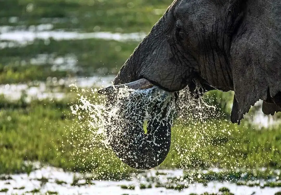 elephant splash water